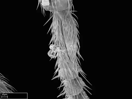 Stigmatomma janovitsika - CASENT0145426