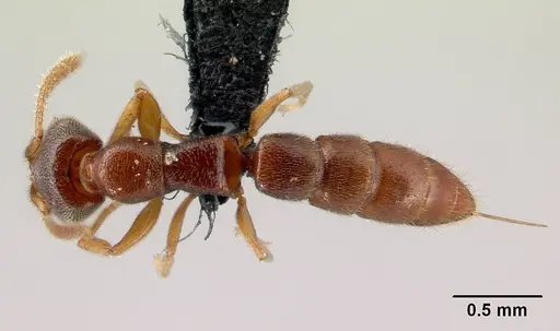 Stigmatomma janovitsika - CASENT0159676