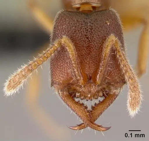 Stigmatomma janovitsika - CASENT0159676