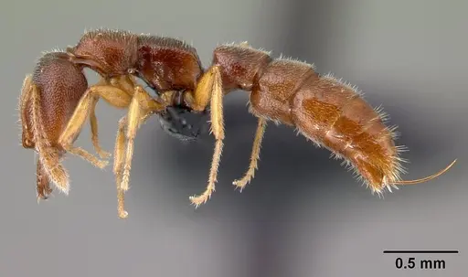 Stigmatomma janovitsika - CASENT0159676