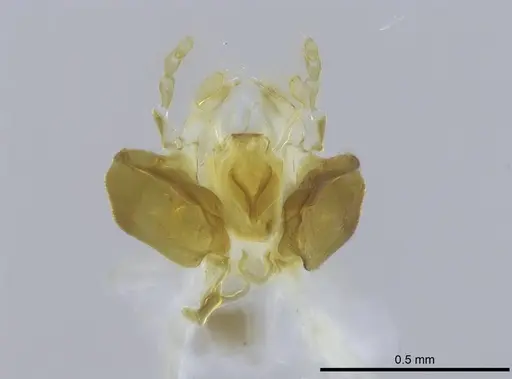 Stigmatomma janovitsika - CASENT0159679