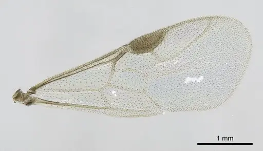 Stigmatomma janovitsika - CASENT0160792