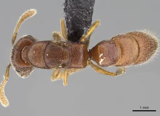 Stigmatomma janovitsika - CASENT0161532