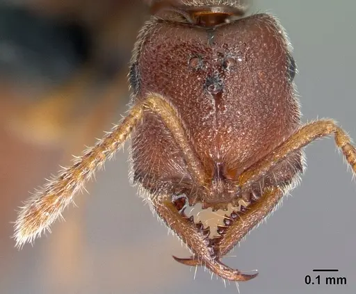 Stigmatomma janovitsika - CASENT0161532