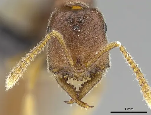 Stigmatomma janovitsika - CASENT0161532