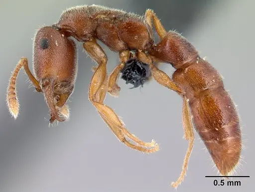 Stigmatomma janovitsika - CASENT0161532