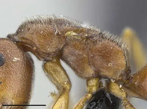 Stigmatomma janovitsika - CASENT0161532