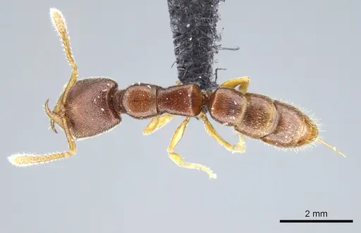 Stigmatomma janovitsika - CASENT0161533