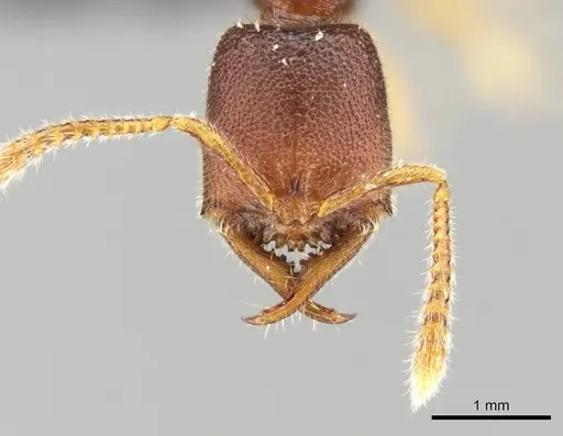 Stigmatomma janovitsika - CASENT0161533