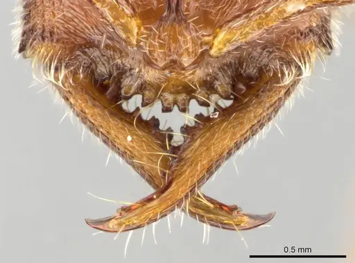 Stigmatomma janovitsika - CASENT0161533