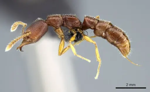 Stigmatomma janovitsika - CASENT0161533