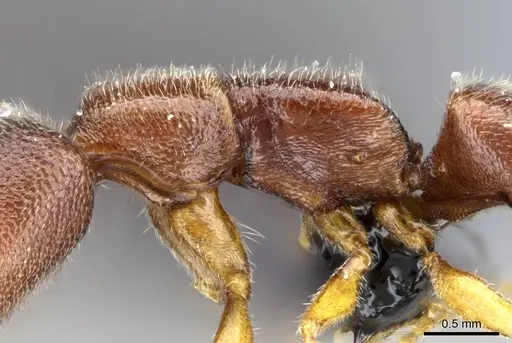 Stigmatomma janovitsika - CASENT0161533