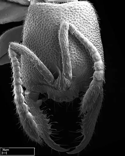 Stigmatomma janovitsika - CASENT0318418