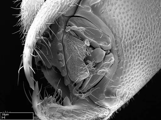 Stigmatomma janovitsika - CASENT0318418