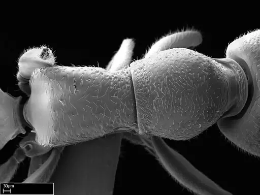 Stigmatomma janovitsika - CASENT0318418