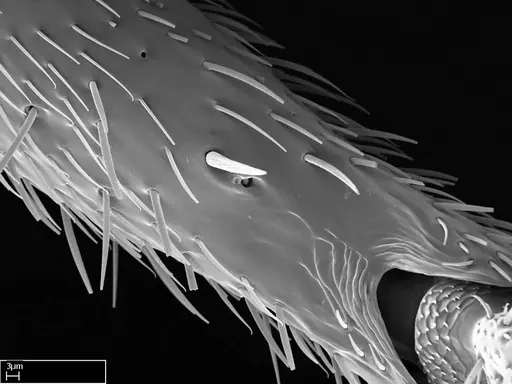 Stigmatomma janovitsika - CASENT0318418