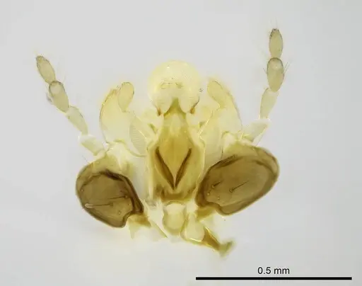 Stigmatomma janovitsika - CASENT0318446