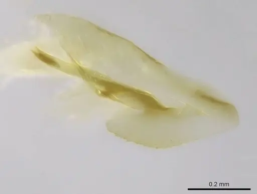 Stigmatomma janovitsika - CASENT0318446