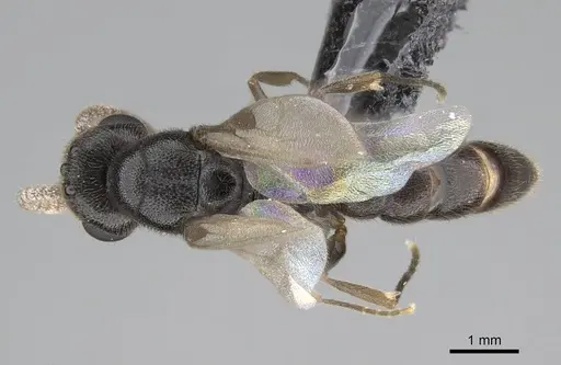 Stigmatomma janovitsika - CASENT0318447