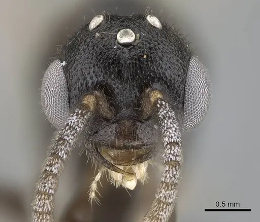 Stigmatomma janovitsika - CASENT0318447