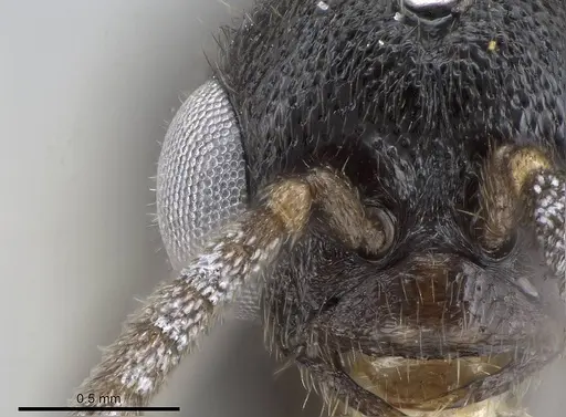 Stigmatomma janovitsika - CASENT0318447