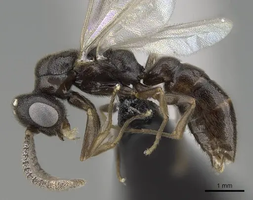 Stigmatomma janovitsika - CASENT0318447