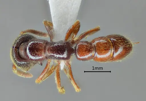 Stigmatomma kangba specimen