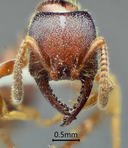 Stigmatomma kangba specimen