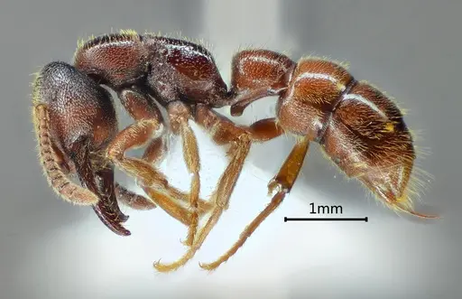 Stigmatomma kangba specimen