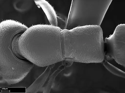 Stigmatomma liebe specimen