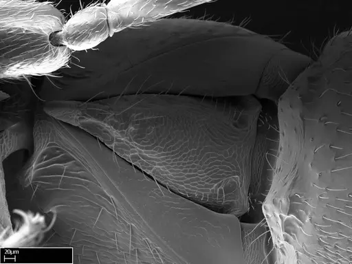 Stigmatomma liebe specimen