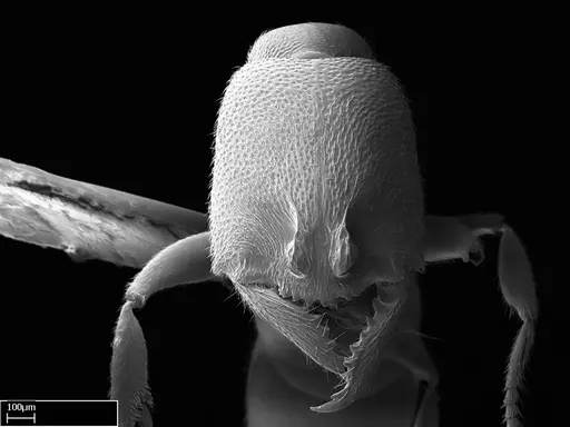 Stigmatomma liebe specimen