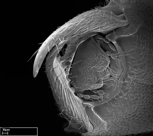 Stigmatomma liebe - CASENT0009102