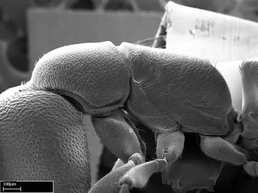 Stigmatomma liebe - CASENT0009102