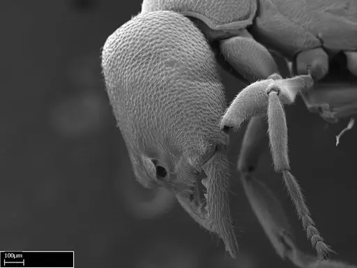 Stigmatomma liebe - CASENT0009102