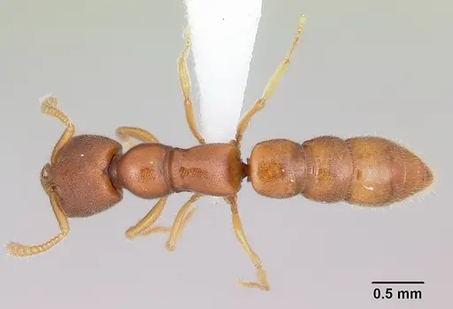 Stigmatomma liebe - CASENT0227587