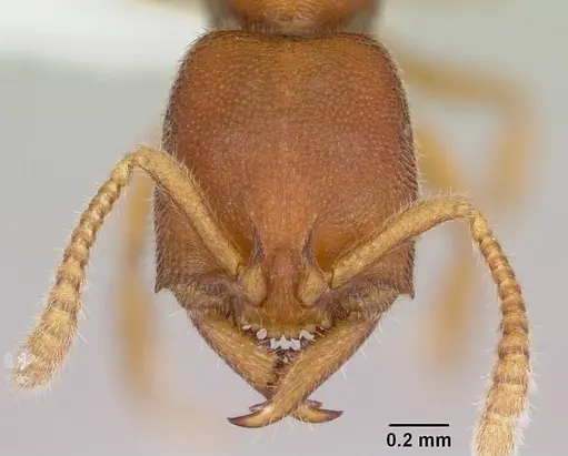 Stigmatomma liebe - CASENT0227587