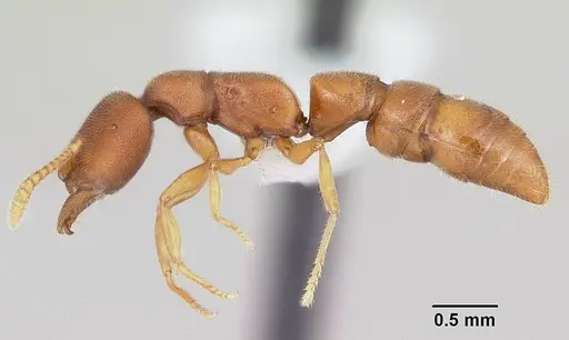 Stigmatomma liebe - CASENT0227587