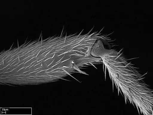 Stigmatomma liebe - CASENT0318413