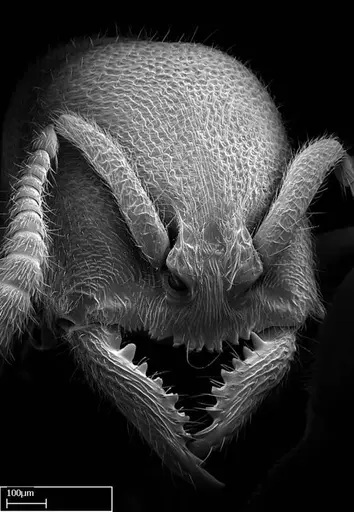 Stigmatomma liebe - CASENT0318414