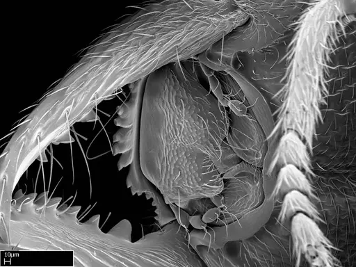 Stigmatomma liebe - CASENT0318414