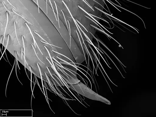 Stigmatomma liebe - CASENT0318414