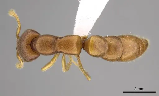 Stigmatomma liebe - CASENT0318428