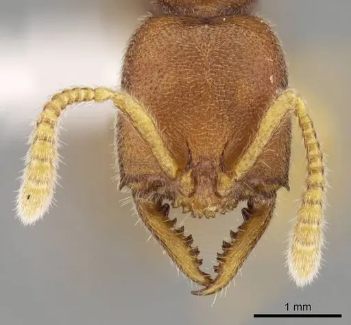 Stigmatomma liebe - CASENT0318428