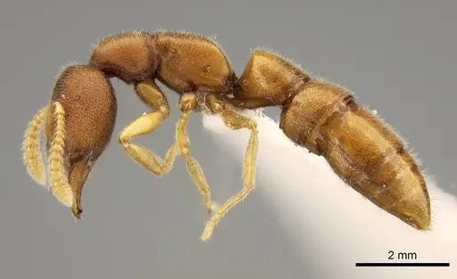 Stigmatomma liebe - CASENT0318428