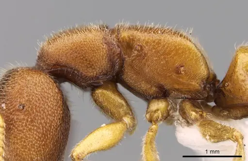 Stigmatomma liebe - CASENT0318428