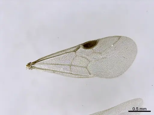 Stigmatomma liebe - CASENT0705911