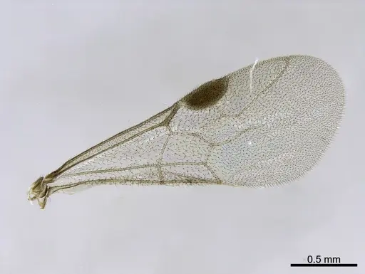 Stigmatomma liebe - CASENT0705911