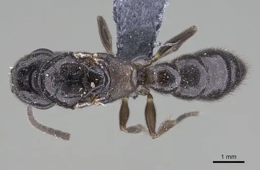 Stigmatomma liebe - CASENT0724171