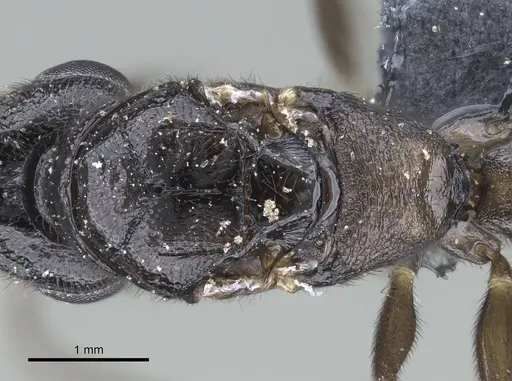 Stigmatomma liebe - CASENT0724171